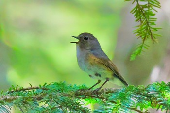 Red-flanked Bluetail 志賀高原 Sat, 7/29/2023