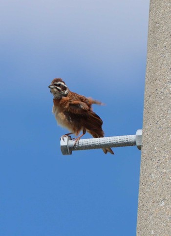 Meadow Bunting 荒尾市 Thu, 8/3/2023