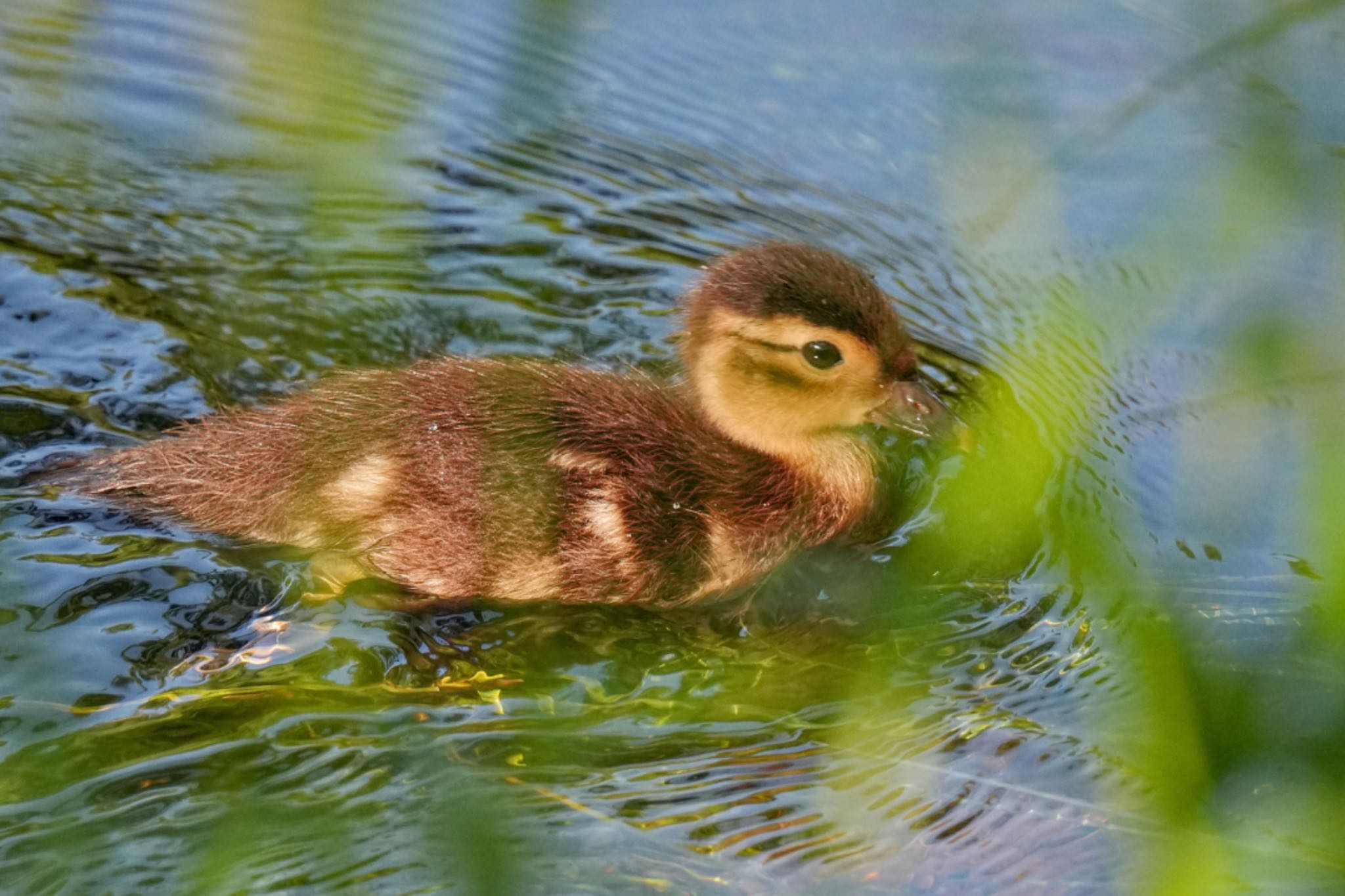 Mandarin Duck