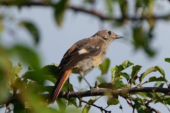 Daurian Redstart Kirigamine Highland Tue, 8/1/2023