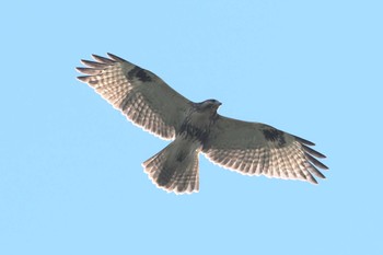 Eastern Buzzard 嵯峨塩深沢林道 Sun, 7/30/2023