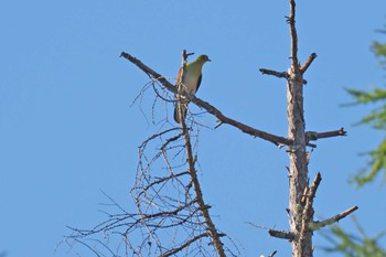 White-bellied Green Pigeon 嵯峨塩深沢林道 Sun, 7/30/2023