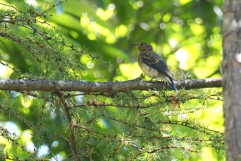 Blue-and-white Flycatcher 嵯峨塩深沢林道 Sun, 7/30/2023