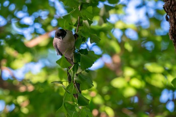 Azure-winged Magpie 山下公園 Wed, 8/2/2023