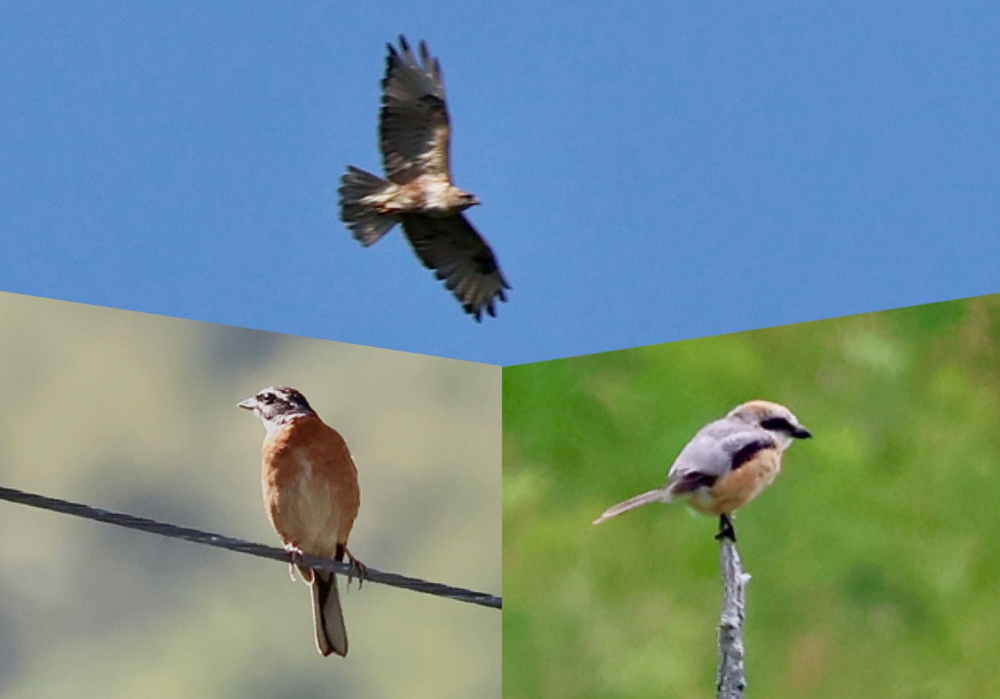 鳥を撮るか、朝食をとるか、