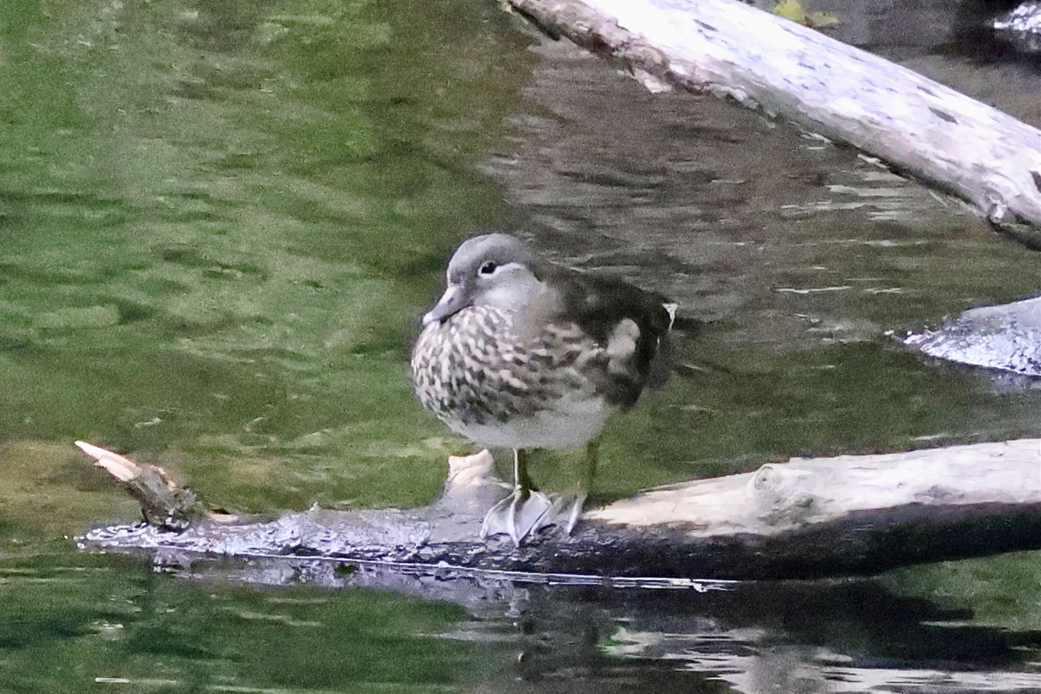 Mandarin Duck