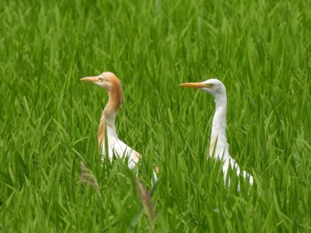 アマサギ 鶴ヶ池の近く 2023年7月31日(月)