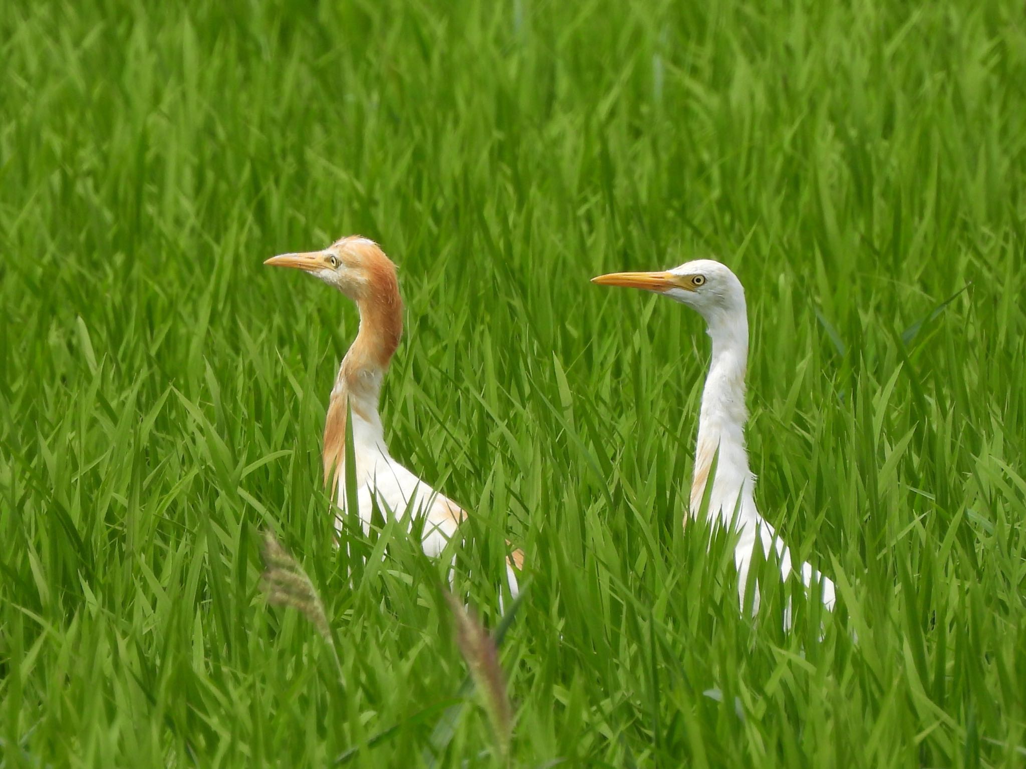 二年ぶりに会えました😊