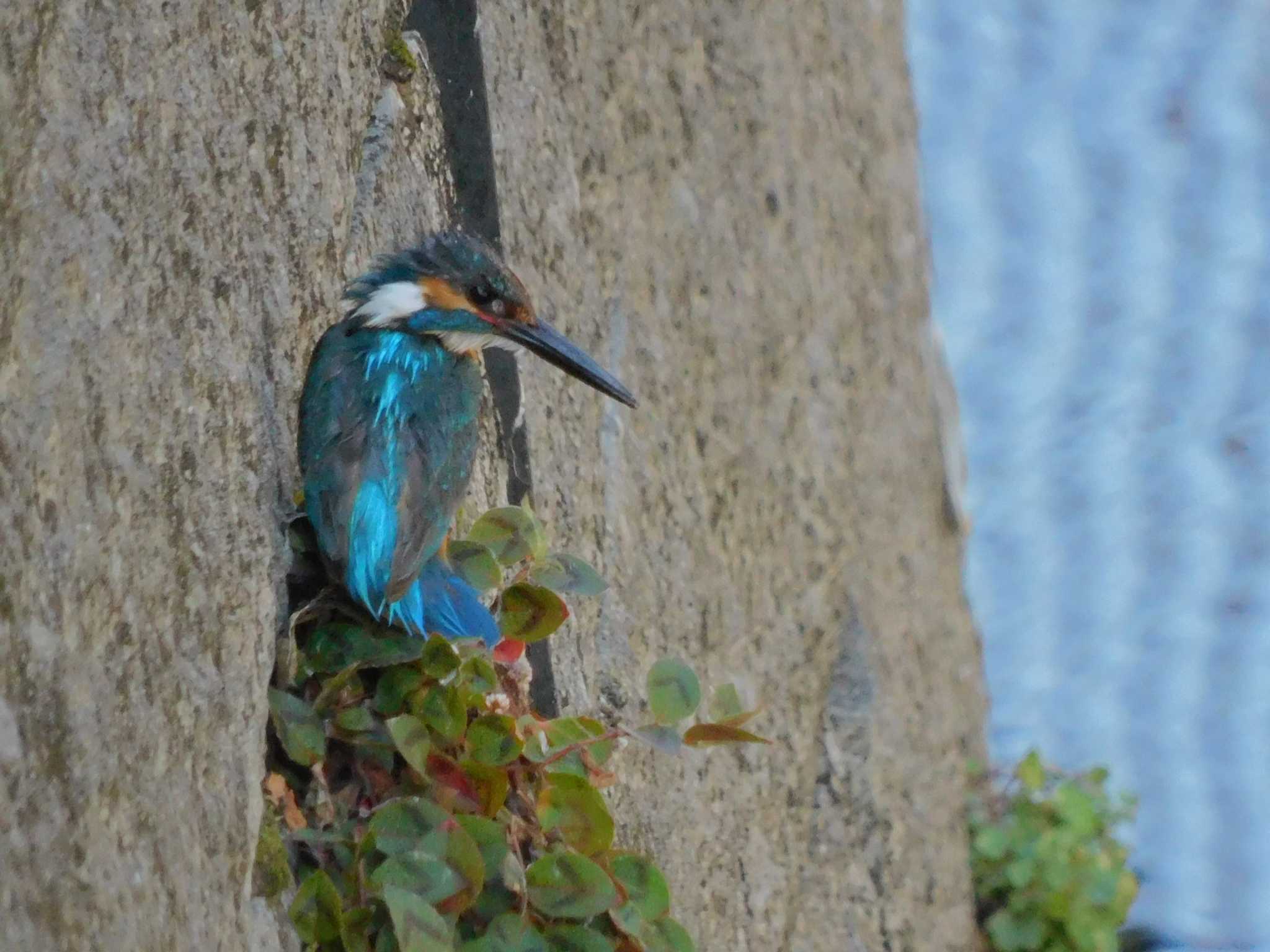 妙正寺川 カワセミの写真