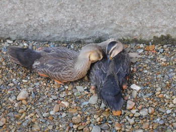 2023年8月4日(金) 妙正寺川の野鳥観察記録