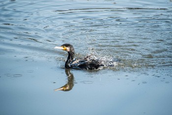 Great Cormorant 谷塚治水緑地 Fri, 8/4/2023