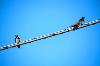 Barn Swallow 谷塚治水緑地 Fri, 8/4/2023