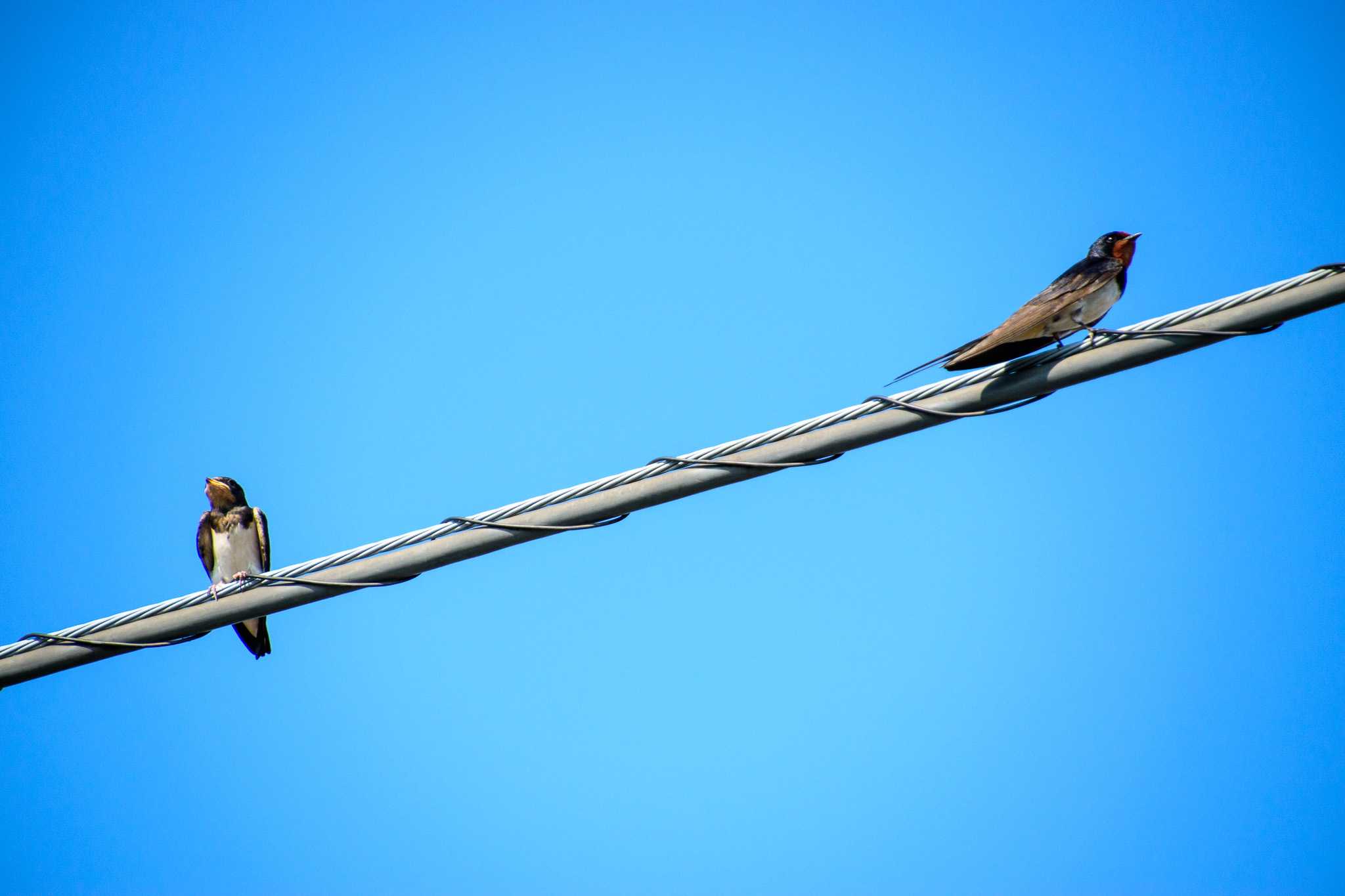 Barn Swallow