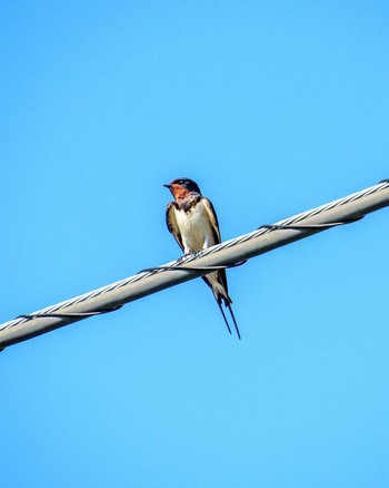 Barn Swallow 谷塚治水緑地 Fri, 8/4/2023