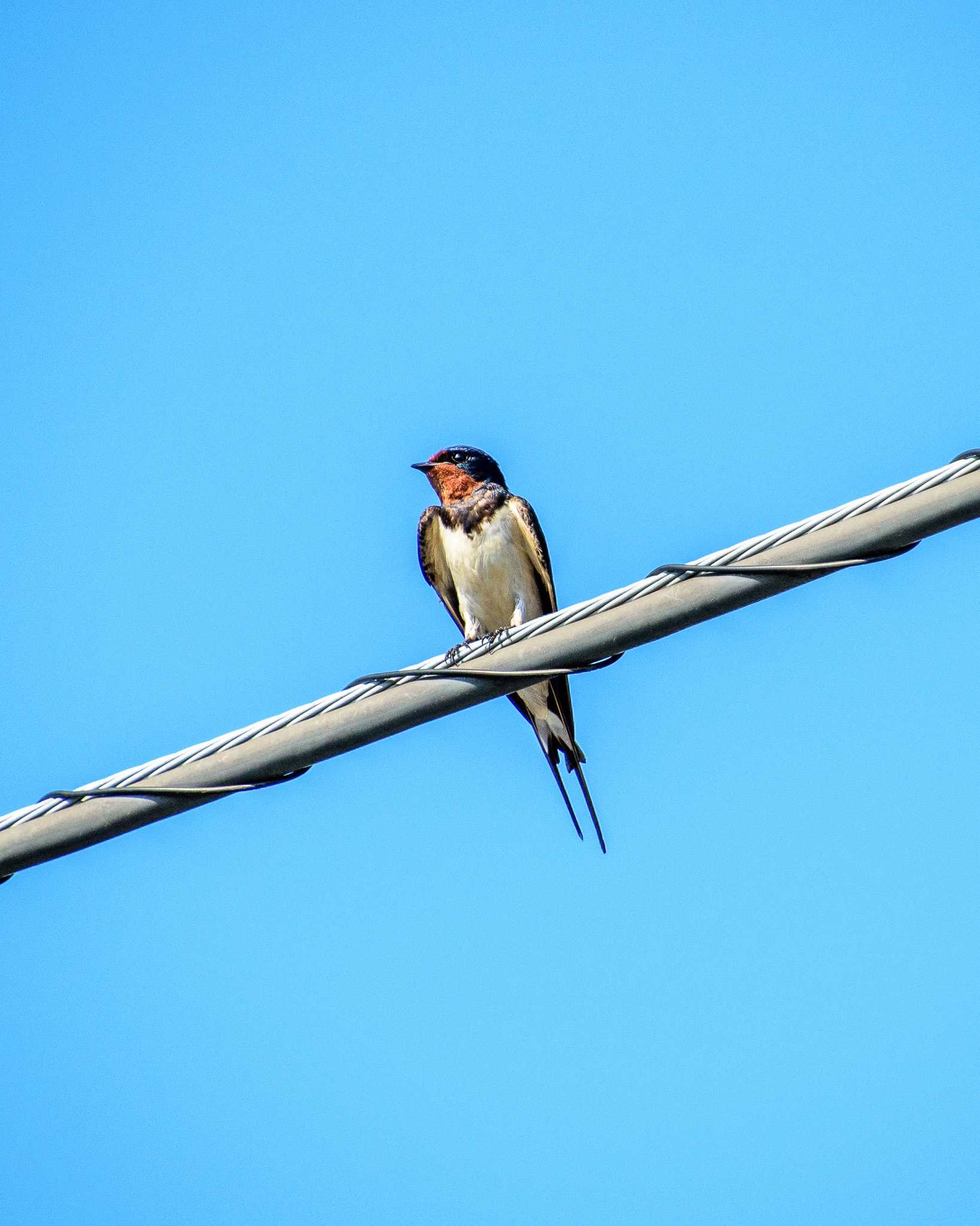 Photo of Barn Swallow at 谷塚治水緑地 by 馬宮
