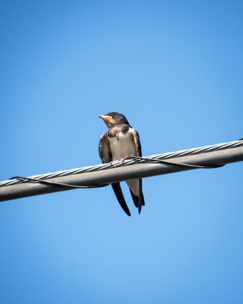 Barn Swallow 谷塚治水緑地 Fri, 8/4/2023