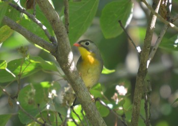 Red-billed Leiothrix 海上の森 Fri, 8/4/2023