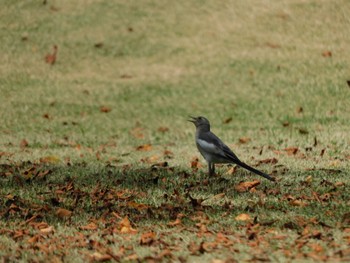 オオハクセキレイ 愛知県森林公園 2023年8月4日(金)