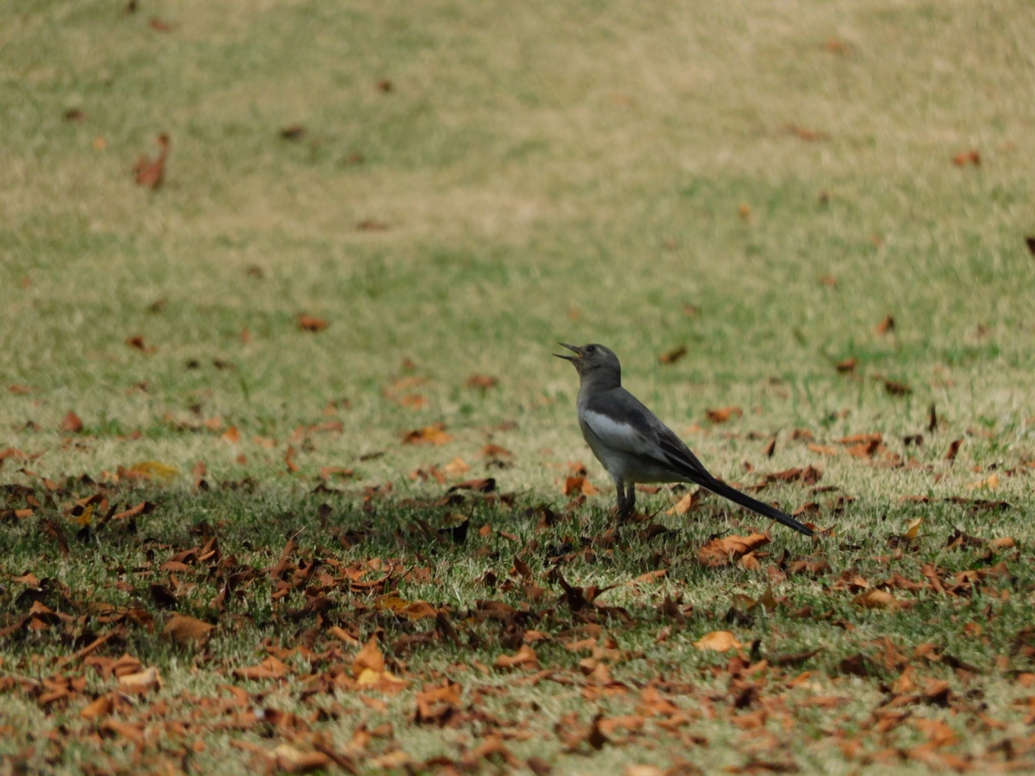 愛知県森林公園 オオハクセキレイの写真