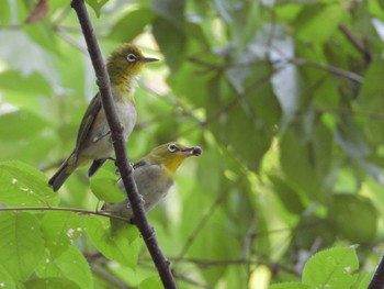 Warbling White-eye 長沼公園 Fri, 8/4/2023