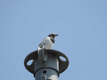 Japanese Wagtail 浅川 Fri, 8/4/2023