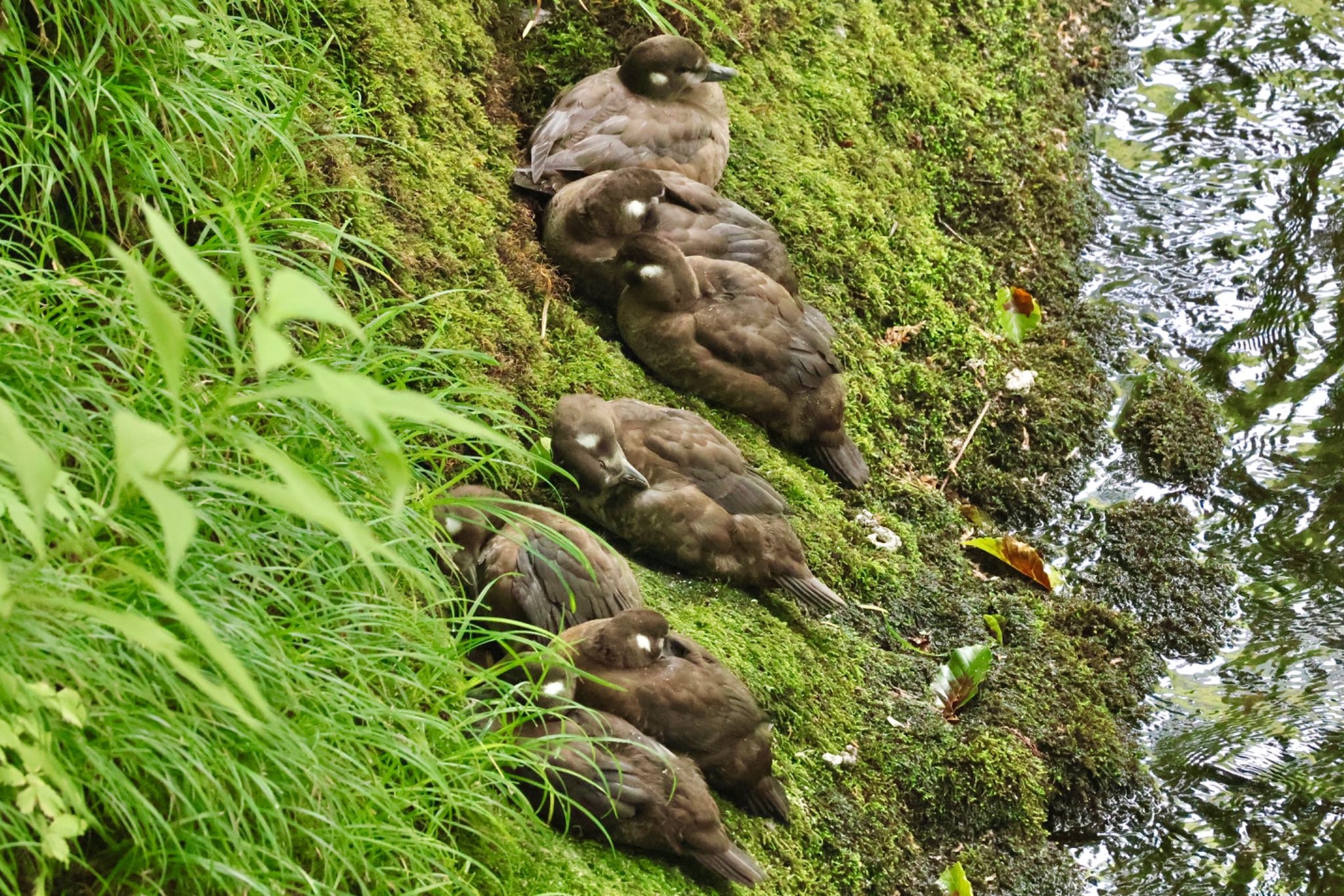 Harlequin Duck