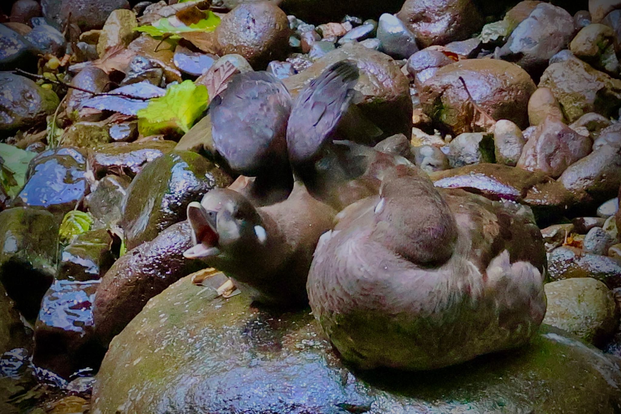 Harlequin Duck