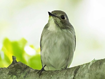 Asian Brown Flycatcher 嵯峨塩深沢林道 Fri, 8/4/2023