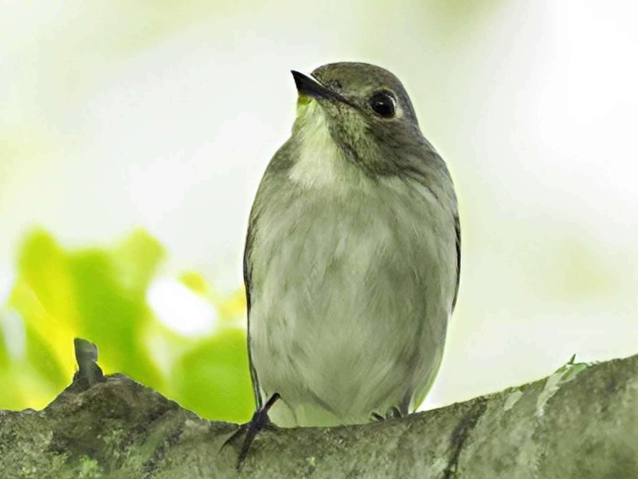 Asian Brown Flycatcher