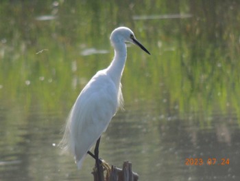 コサギ 葛西臨海公園 2023年7月24日(月)