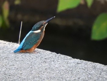 カワセミ 手賀沼 2023年8月4日(金)