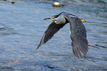 Striated Heron Unknown Spots Sun, 8/19/2018