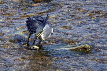 Striated Heron Unknown Spots Sun, 8/19/2018