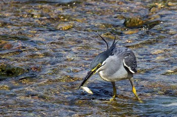 Striated Heron Unknown Spots Sun, 8/19/2018