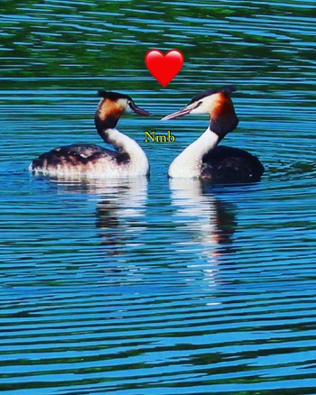 Great Crested Grebe Unknown Spots Unknown Date