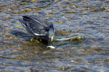 Striated Heron Unknown Spots Sun, 8/19/2018