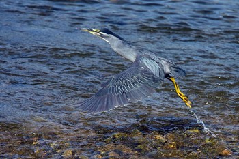 Striated Heron Unknown Spots Sun, 8/19/2018