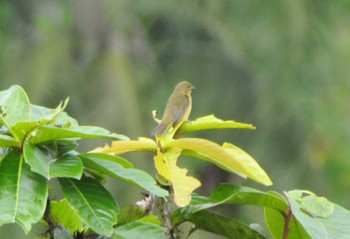 Yellow-bellied Seedeater エクアドル Unknown Date