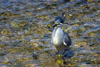 Striated Heron Unknown Spots Sun, 8/19/2018