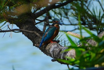 カワセミ 長居公園植物園 2023年8月4日(金)