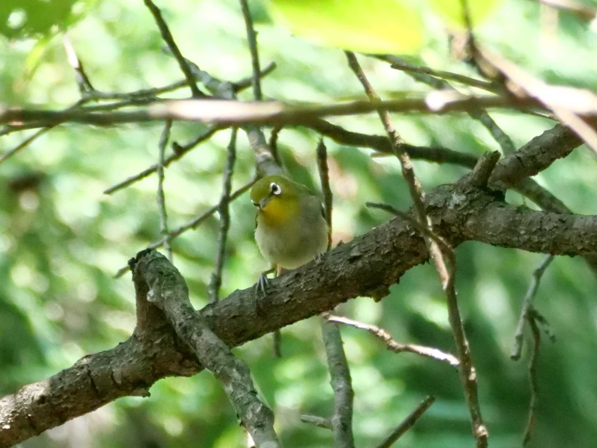 必死なの、わかってね・・。 by little birds