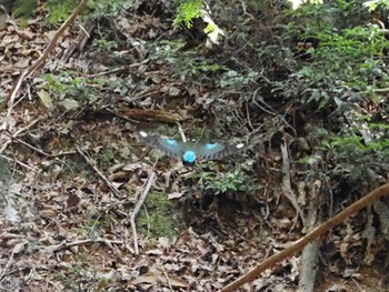 ヤイロチョウ 兵庫県 2023年8月2日(水)