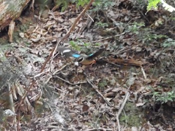 ヤイロチョウ 兵庫県 2023年8月2日(水)