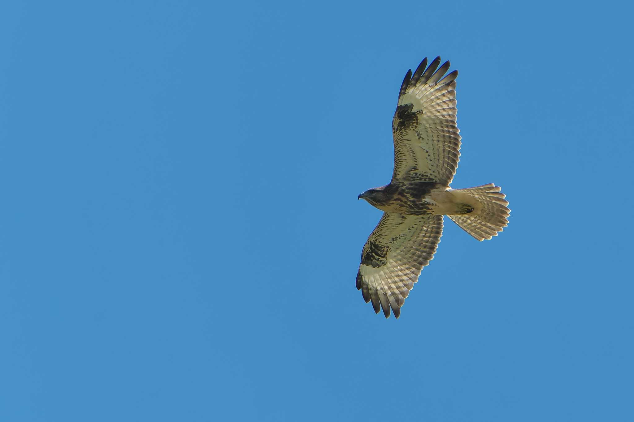 Eastern Buzzard