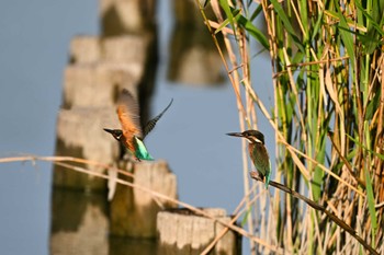 2023年8月4日(金) 伊佐沼の野鳥観察記録