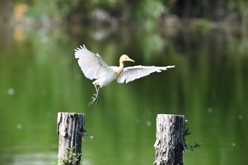 アマサギ 伊佐沼 2023年8月4日(金)