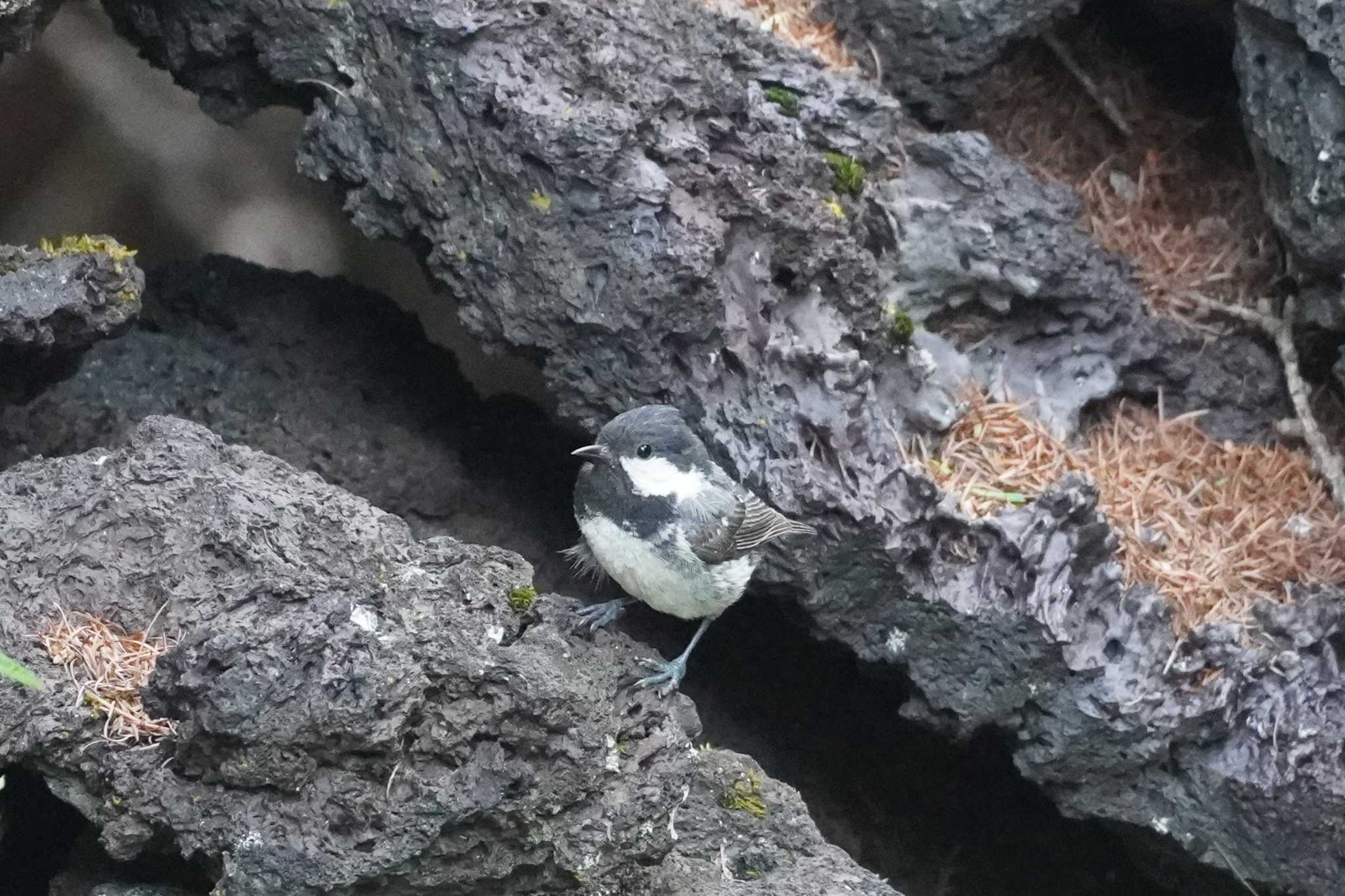 奥庭荘(富士山) ヒガラの写真