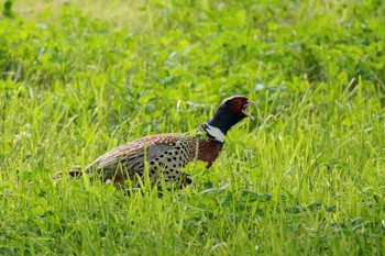 Common Pheasant 茨戸川緑地 Sat, 6/24/2023