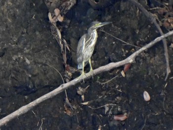 Striated Heron 各務原市内 Fri, 8/4/2023