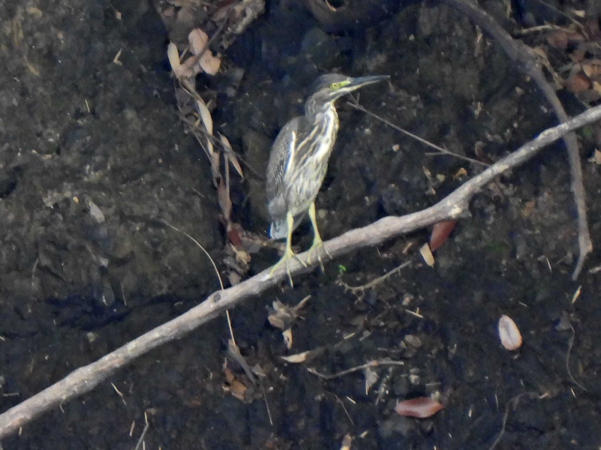 Photo of Striated Heron at 各務原市内 by 寅次郎